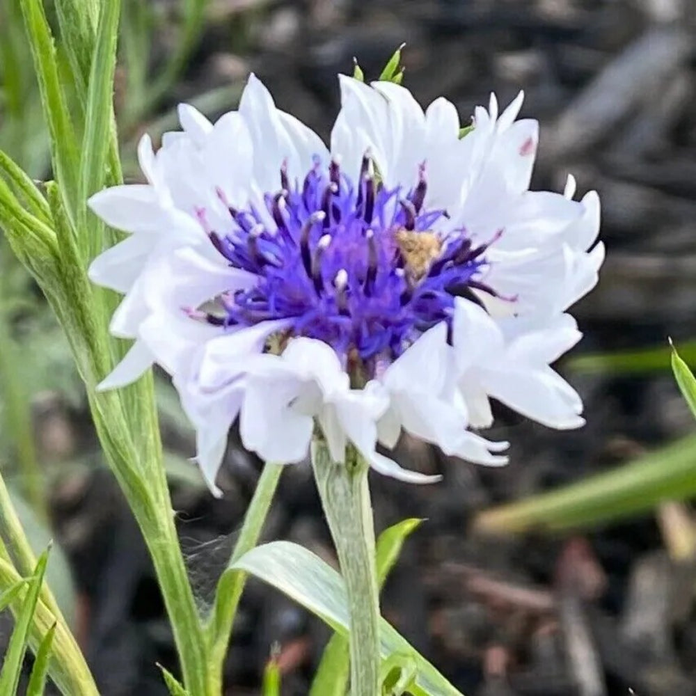 50 White Purple Bachelor's Button Flower Flowers Garden Annual Seeds | www.seedsplantworld.com