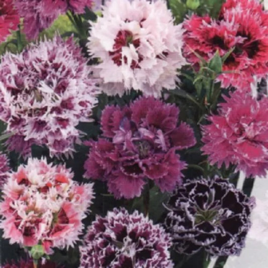 100 DBL Pink Purple Mix Carnation Dianthus Flowers Perennial Seeds | www.seedsplantworld.com