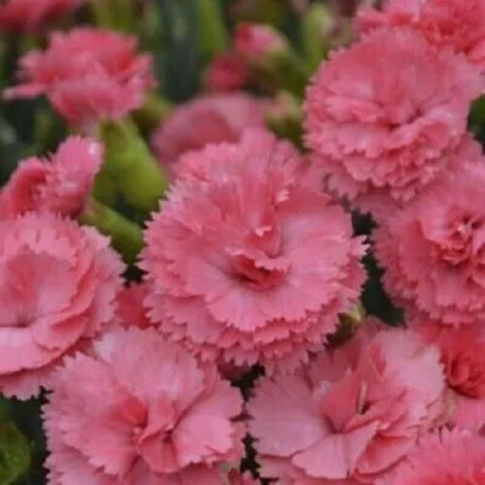 100 Pink Carnation Dianthus Flowers Flower Perennial Seeds | www.seedsplantworld.com