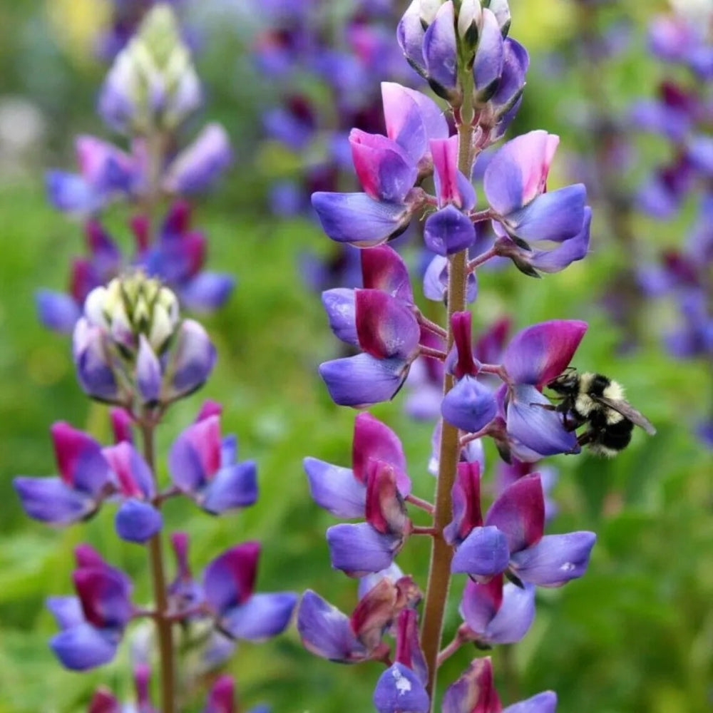 25 Arroyo Lupine Flower Flowers Perennial Seeds | www.seedsplantworld.com