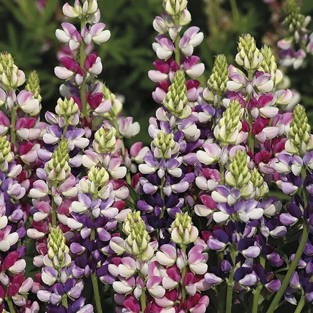 25 Avalune Bicolor Mix Lupine Flower Flowers Perennial Seeds | www.seedsplantworld.com