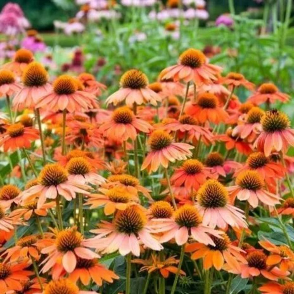 50 Adobe Orange Coneflower Echinacea Flowers Perennial Seeds | www.seedsplantworld.com