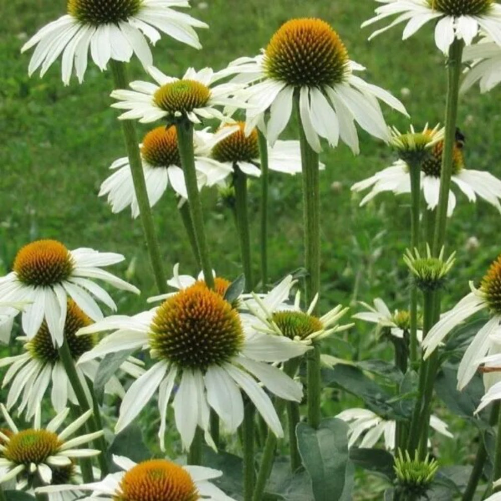 50 Baby White Coneflower Echinacea Flowers Perennial Seeds | www.seedsplantworld.com