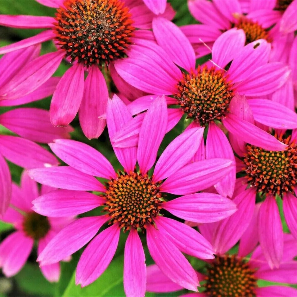 50 Bright Star Coneflower Echinacea Bloom Flower Perennial Seeds | www.seedsplantworld.com