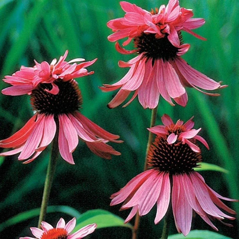 50 Double Decker Coneflower Echinacea Purpurea Flower Perennial Seeds | www.seedsplantworld.com