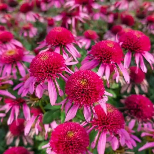 50 Bubble Gum Coneflower Echinacea Flower Bloom Flowers Perennial Seeds | www.seedsplantworld.com