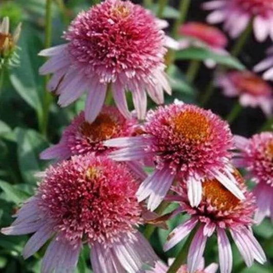 50 Butterfly Kisses Coneflower Echinacea Flower Flowers Perennial Seeds | www.seedsplantworld.com