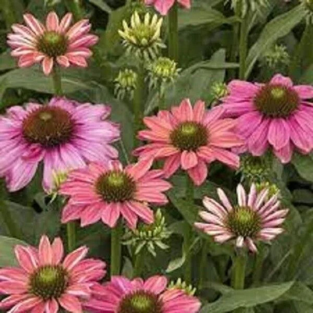 50 Butterfly Rainbow Coneflower Echinacea Bloom Flowers Perennial Seeds | www.seedsplantworld.com