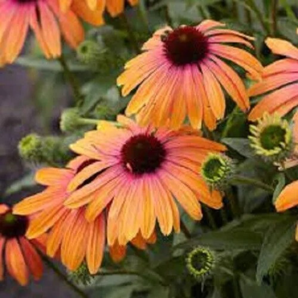 50 Sherbert Coneflower Echinacea Flowers Bloom Flowers Perennial Seeds | www.seedsplantworld.com