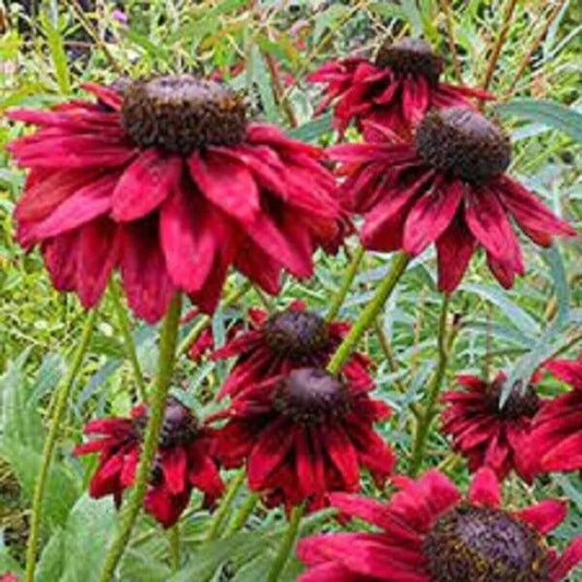 50 Cherry Brandy Coneflower Echinacea Flower Flowers Perennial Seeds | www.seedsplantworld.com