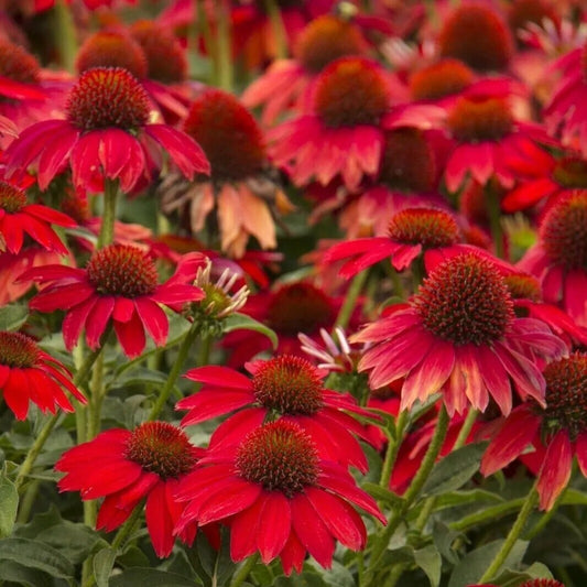 50 Deep Red Cheyen Coneflower Echinacea Flower Flowers Perennial Seeds | www.seedsplantworld.com