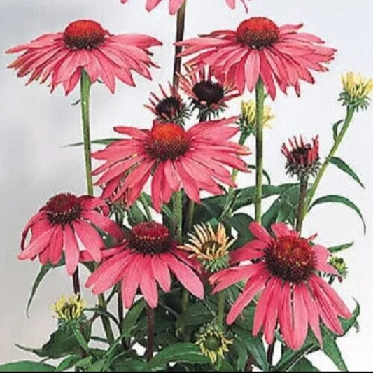 50 Deep Rose Coneflower Echinacea Flower Bloom Flowers Perennial Seeds | www.seedsplantworld.com