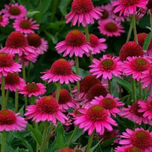 50 Delicious Candy Coneflower Echinacea Flower Flowers Perennial Seeds | www.seedsplantworld.com