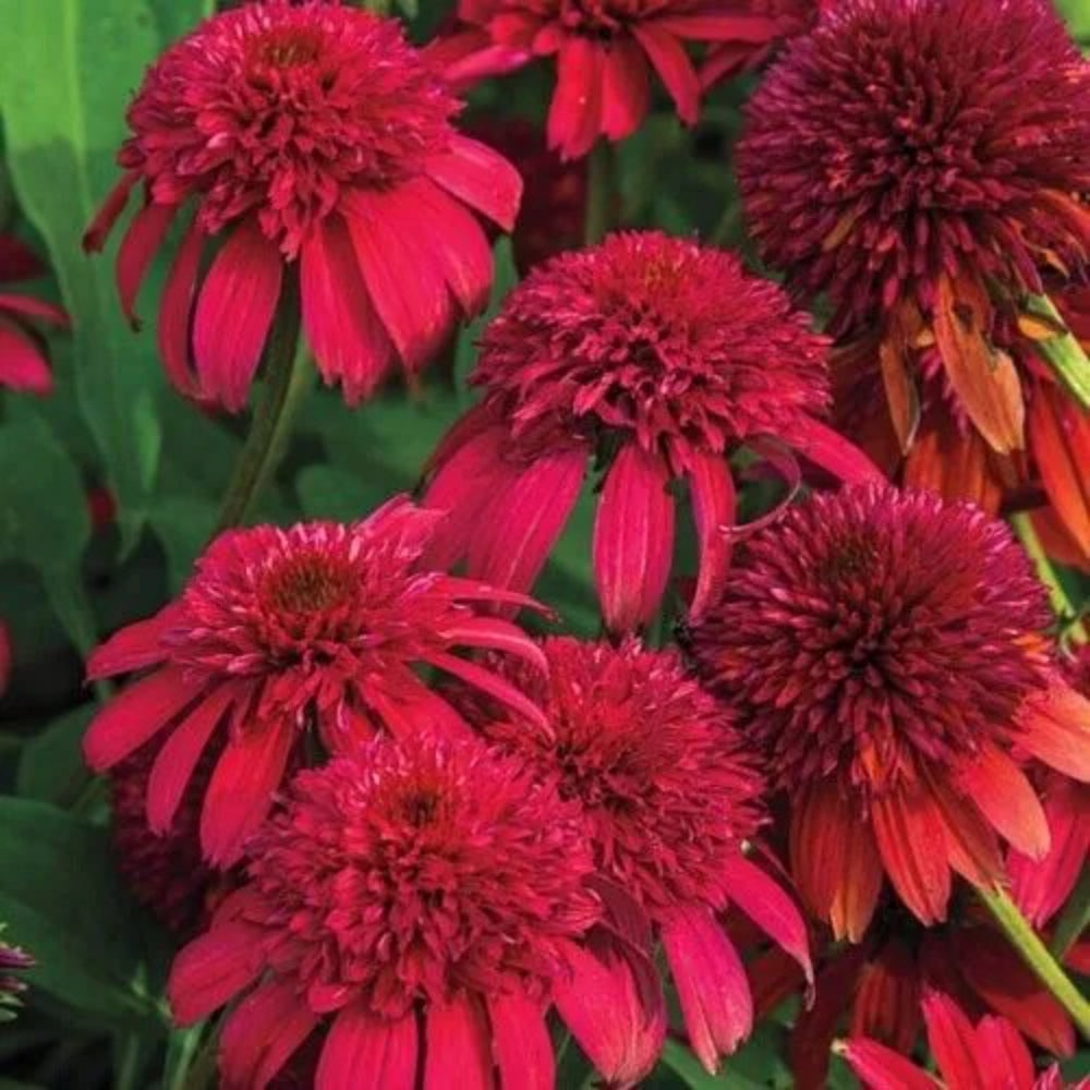 50 Double Cranberr Coneflower Echinacea Flower Flowers Perennial Seeds | www.seedsplantworld.com