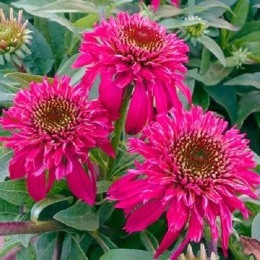 50 DBL Scoop Raspberry Coneflower Echinacea Flower Flowers Perennial Seeds | www.seedsplantworld.com