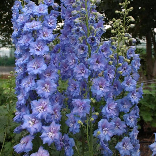 50 Arroyo Delphinium Garden Flower Bloom Flowers Perennial Seeds | www.seedsplantworld.com