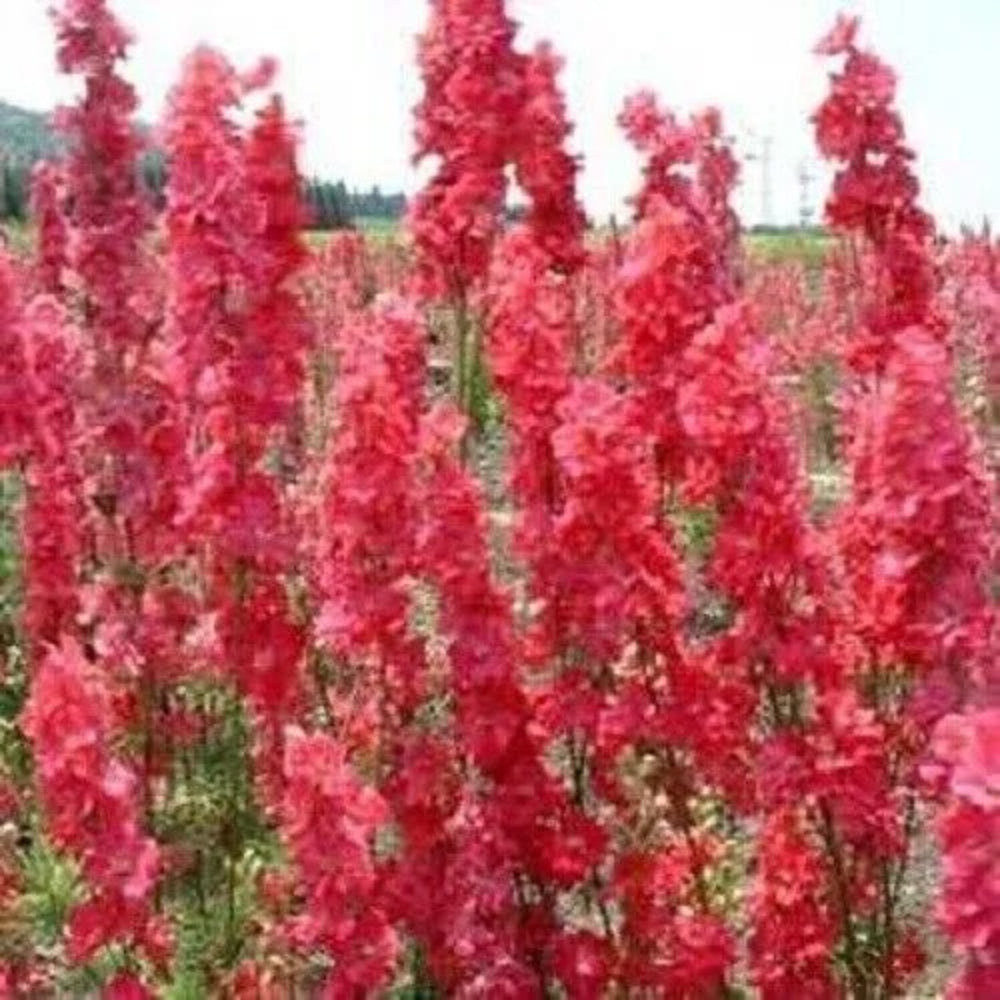 50 Red Delphinium Garden Flower Bloom Flowers Perennial Seeds | www.seedsplantworld.com