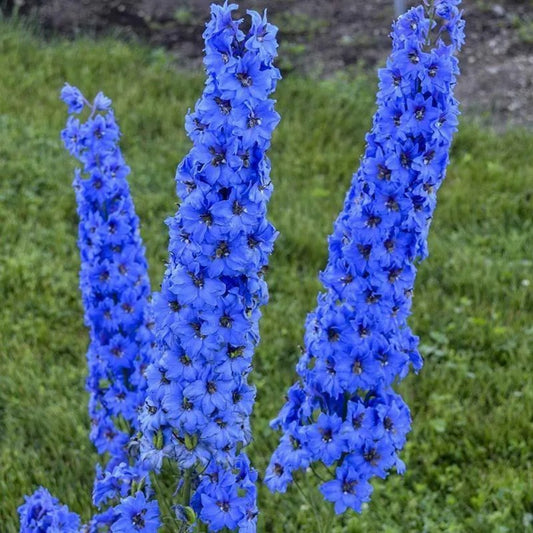 25 Bright Blue Delphinium Garden Flower Bright Flowers Perennial Seeds | www.seedsplantworld.com