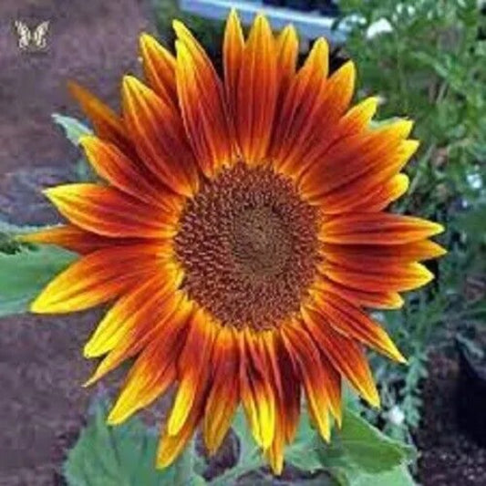 25 Little Becka Sunflower Flowers Flower Sun Bloom Perennial Seeds | www.seedsplantworld.com