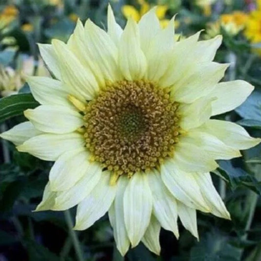 25 Moonshadow Sunflower Flowers Flower Sun Bloom Perennial Seeds | www.seedsplantworld.com