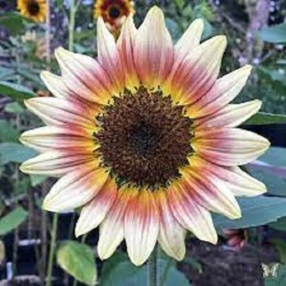 25 Gypsy Charmer Sunflower Flowers Flower Sun Bloom Perennial Seeds | www.seedsplantworld.com