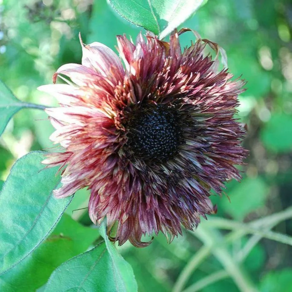 25 Double Dandy Sunflower Flowers Flower Sun Bloom Perennial Seeds | www.seedsplantworld.com