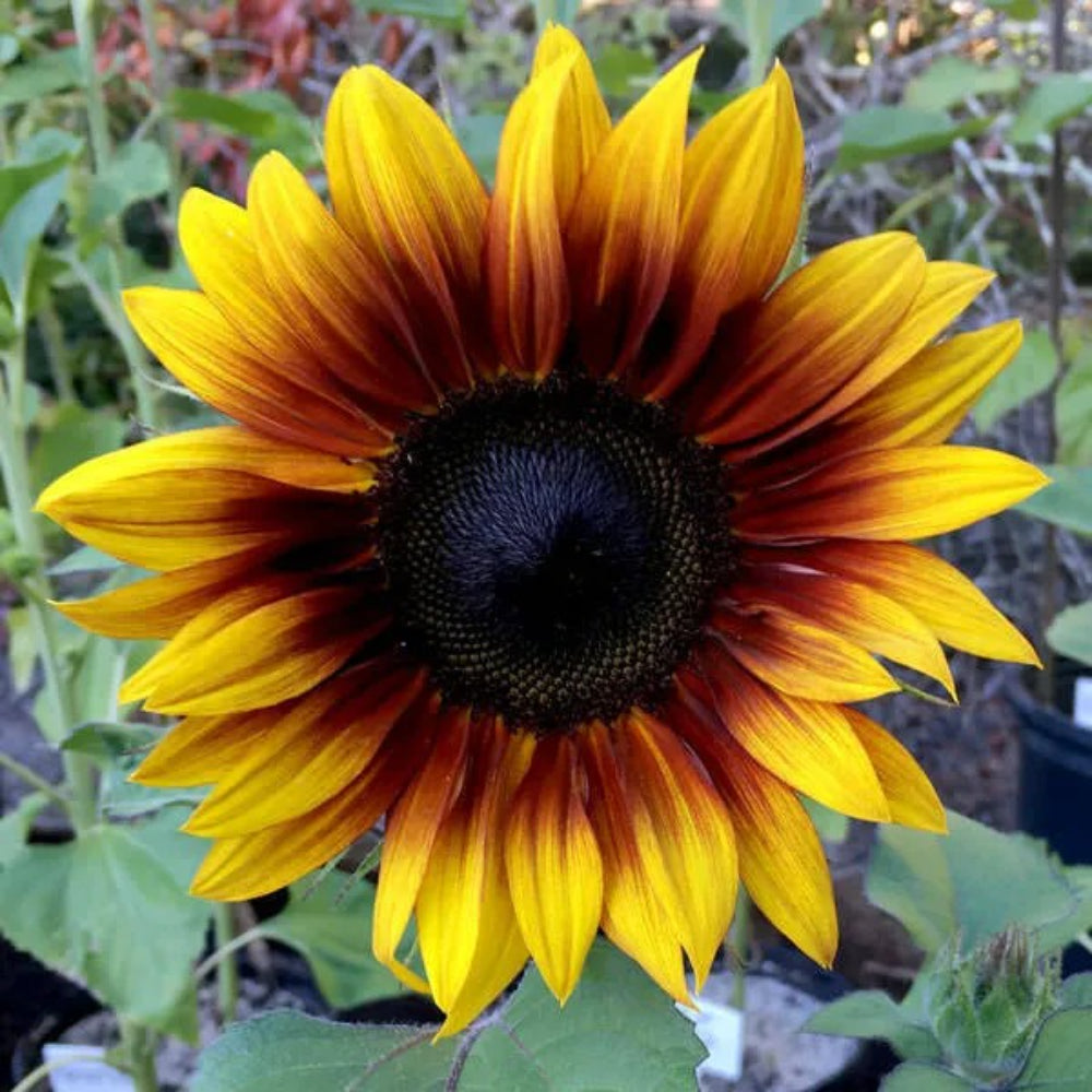 25 Firecracker Sunflower Flowers Flower Sun Bloom Perennial Seeds | www.seedsplantworld.com