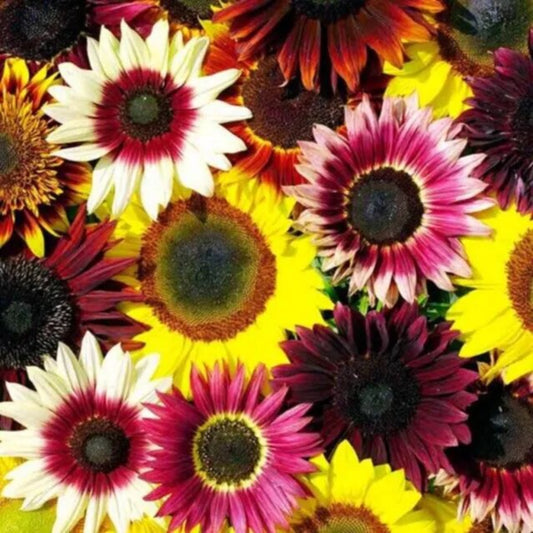 25 Sunflower Rainbow Mix Flowers Flower Sun Bloom Perennial Seeds | www.seedsplantworld.com