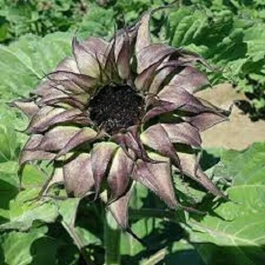 25 SunFill Purple Sunflower Flowers Flower Sun Bloom Perennial Seeds | www.seedsplantworld.com