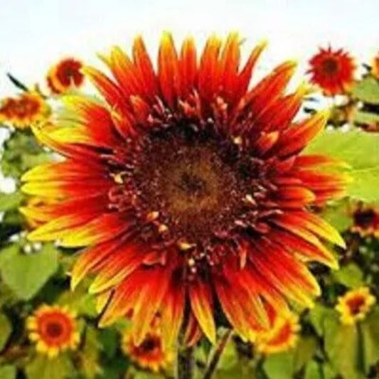 25 Joker Sunflower Flowers Flower Sun Bloom Perennial Seeds | www.seedsplantworld.com