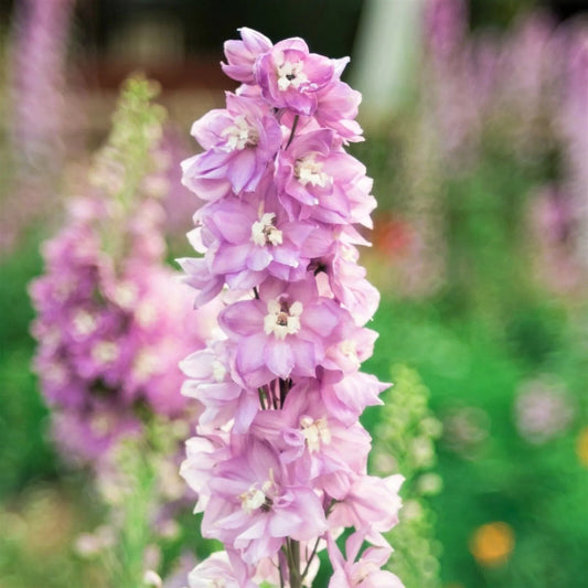 50 Blue Lace Delphinium Garden Flower Bloom Flowers Perennial Seeds | www.seedsplantworld.com