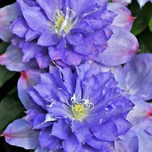 25 Double Purple Pink Clematis Bloom Flowers Flower Perennial Seeds | www.seedsplantworld.com