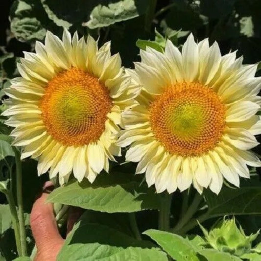 25 ProCut White Nite And White Lite Sunflower Flower Blooms Perennial Seeds | www.seedsplantworld.com