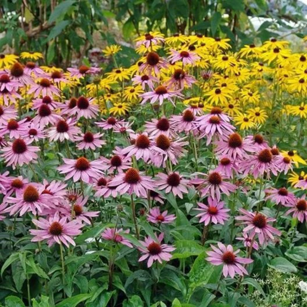 50 Purple Coneflower Echinacea Purpurea Bloom Flower Perennial Seeds | www.seedsplantworld.com