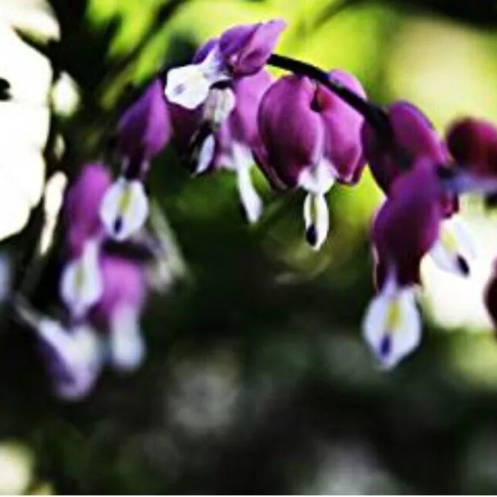 25 Dark Purple Bleeding Heart Flowers Shade Flower Perennial Seeds | www.seedsplantworld.com