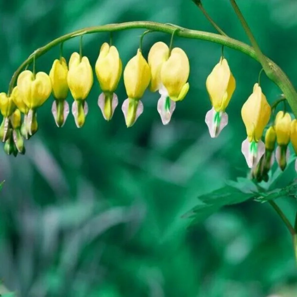 25 Yellow Bleeding Heart Flowers Flower Bloom Perennial Seeds | www.seedsplantworld.com