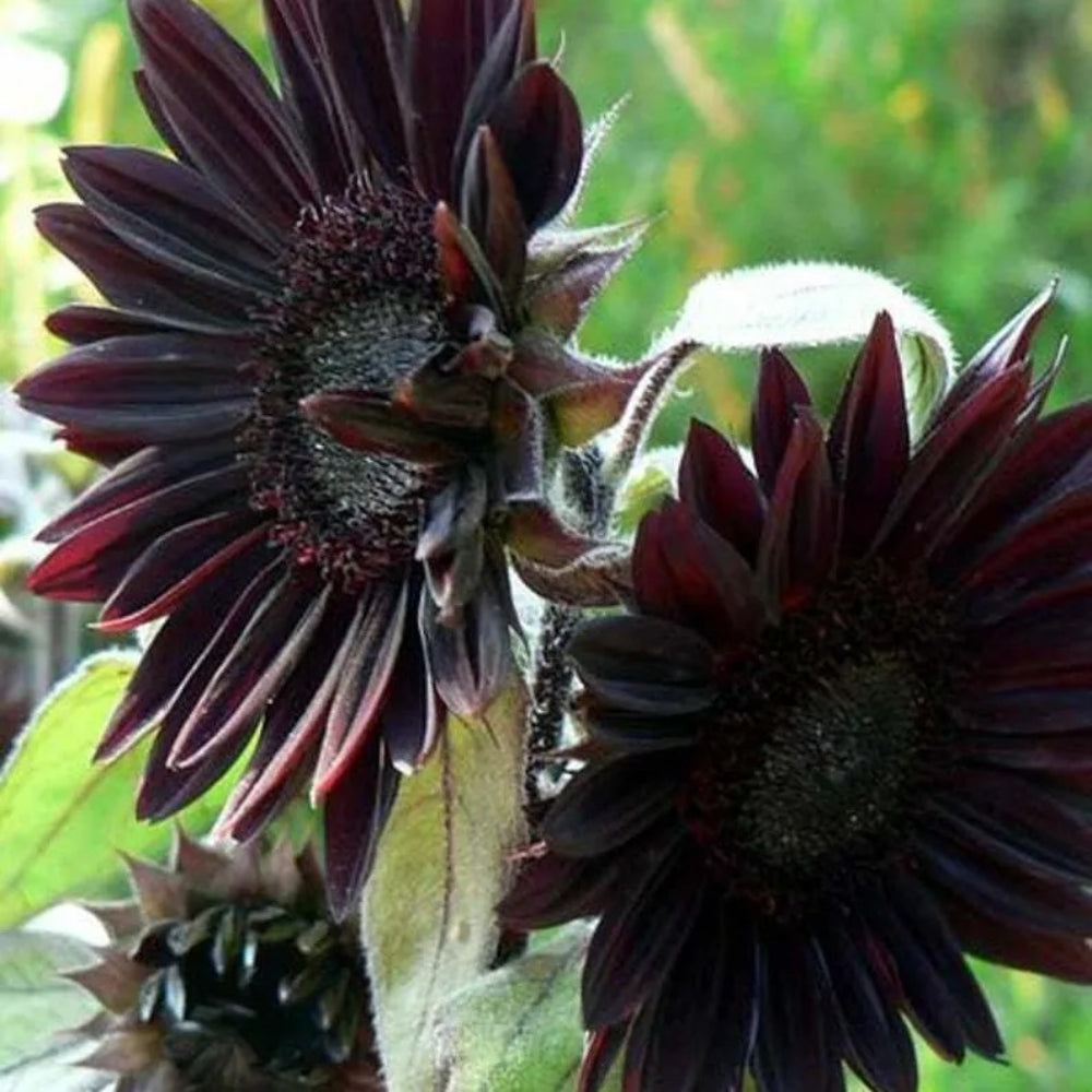 25 Velvet Queen Black Sunflower Flowers Flower Bloom Perennial Seeds | www.seedsplantworld.com