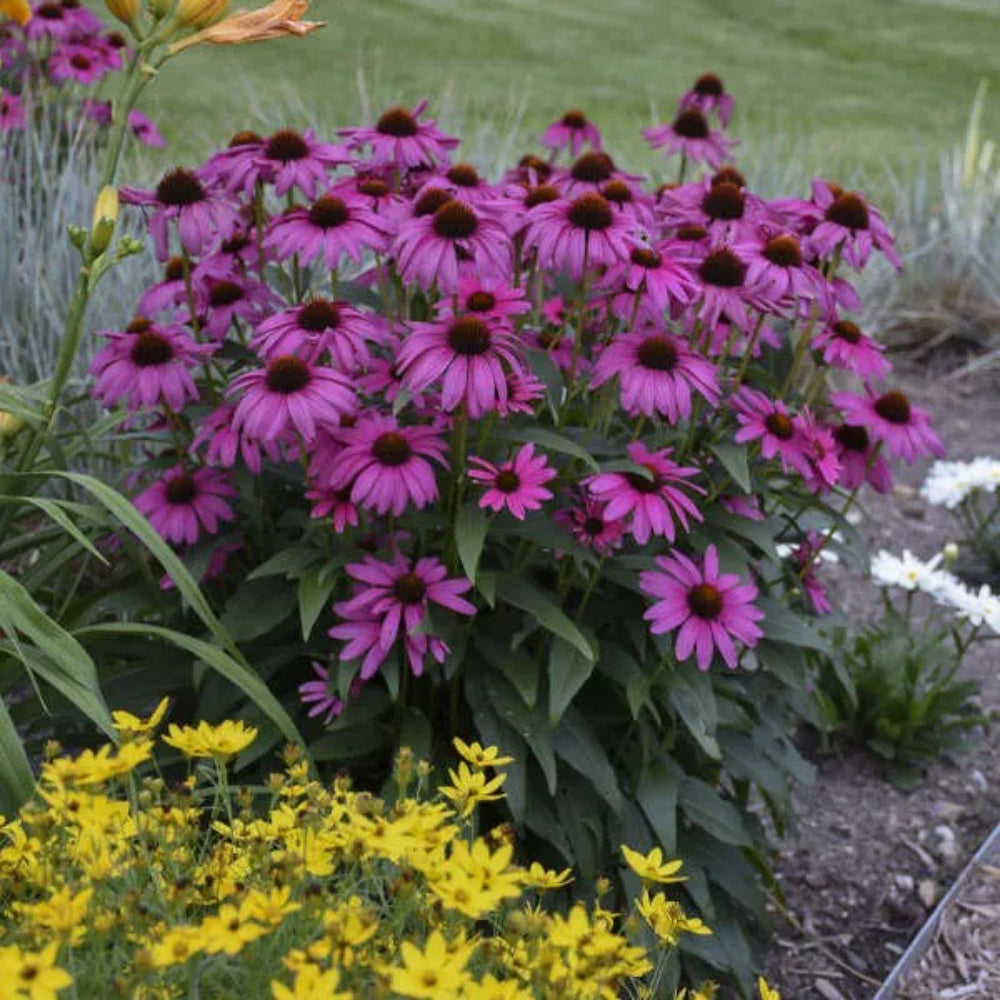 50 Bright Purple Coneflower Echinacea Flower Perennial Seeds | www.seedsplantworld.com