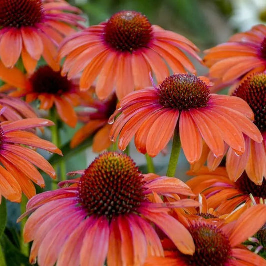 50 Orange Coneflower Echinacea Flower Flowers Perennial Seeds | www.seedsplantworld.com