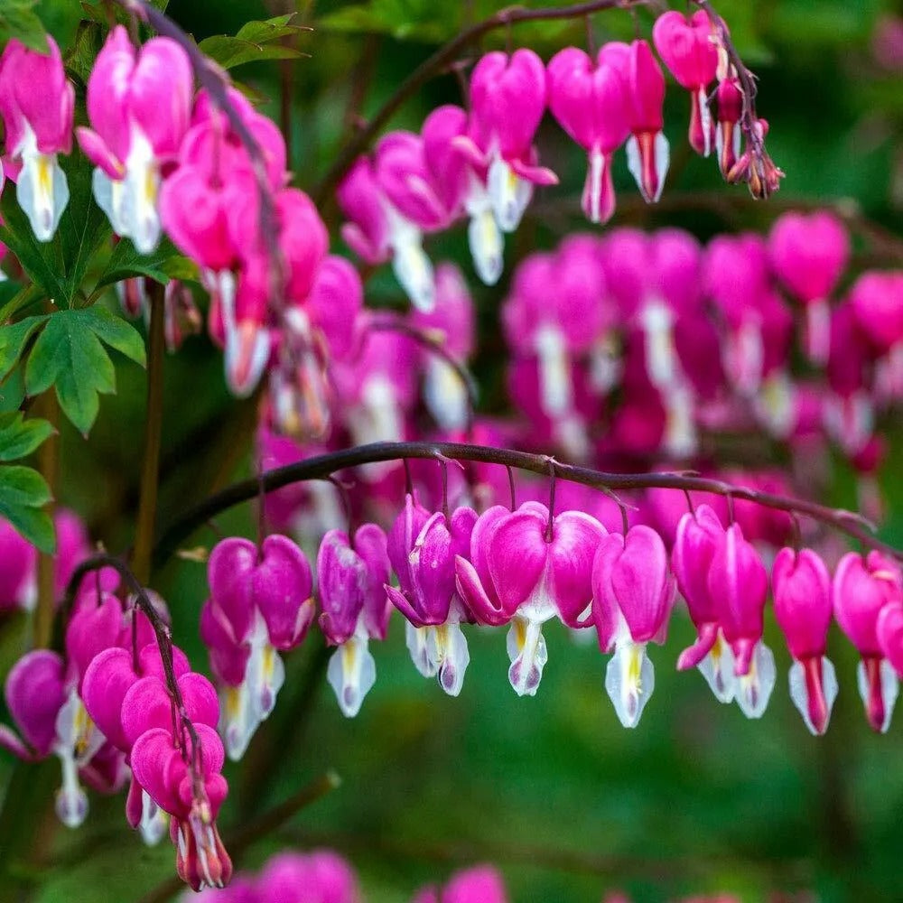 25 Bright Pink Purple Bleeding Heart Flowers Flower Perennial Seeds | www.seedsplantworld.com