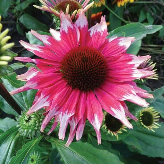 50 Pink White Coneflower Echinacea Flower Bloom Flowers Perennial Seeds | www.seedsplantworld.com