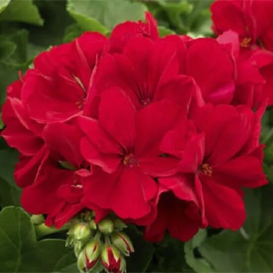 10 Red Geranium Flowers Bright Flower Bloom Perennial Seeds | www.seedsplantworld.com