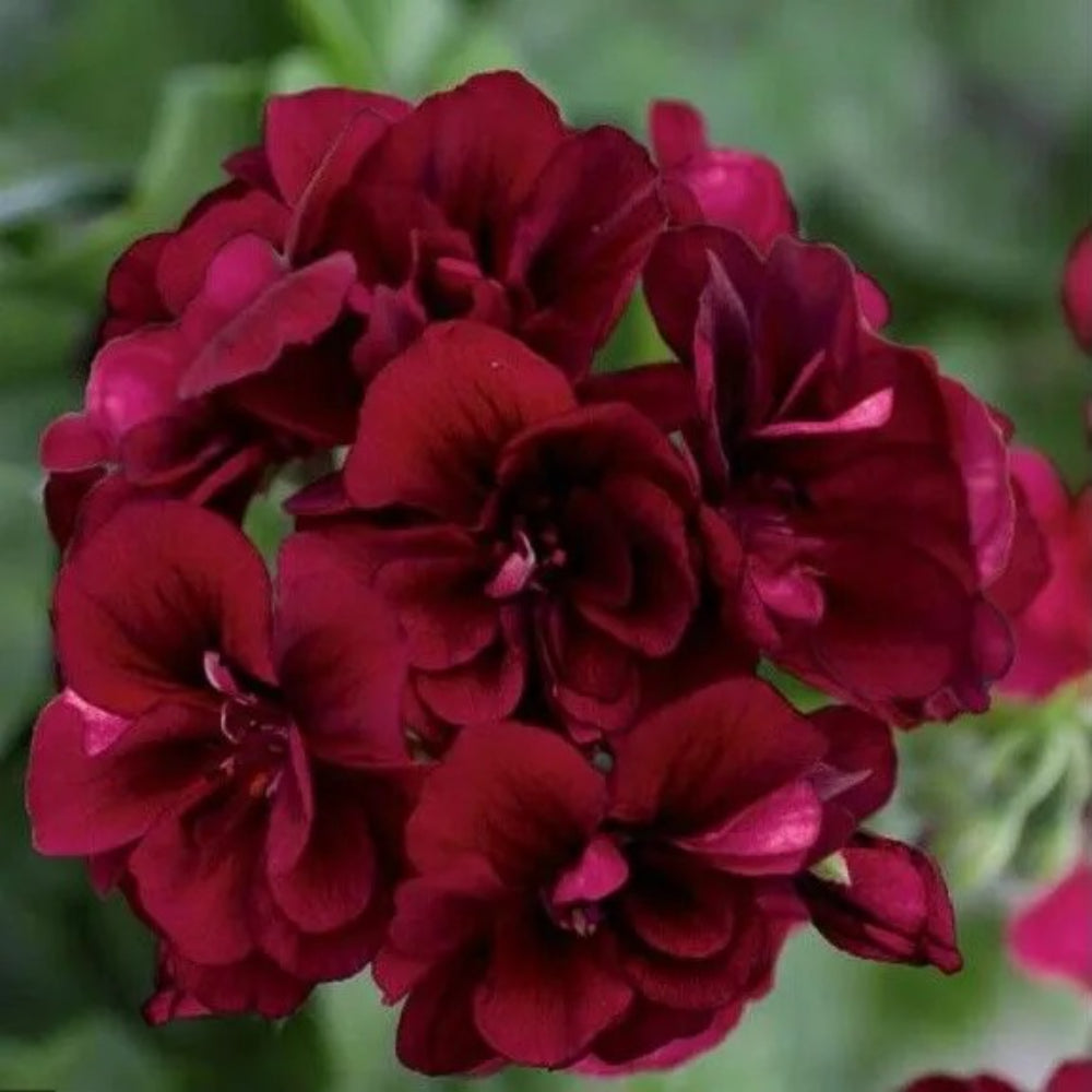 10 Dark Burgundy Geranium Hanging Basket Flowers Flower Perennial Seeds | www.seedsplantworld.com