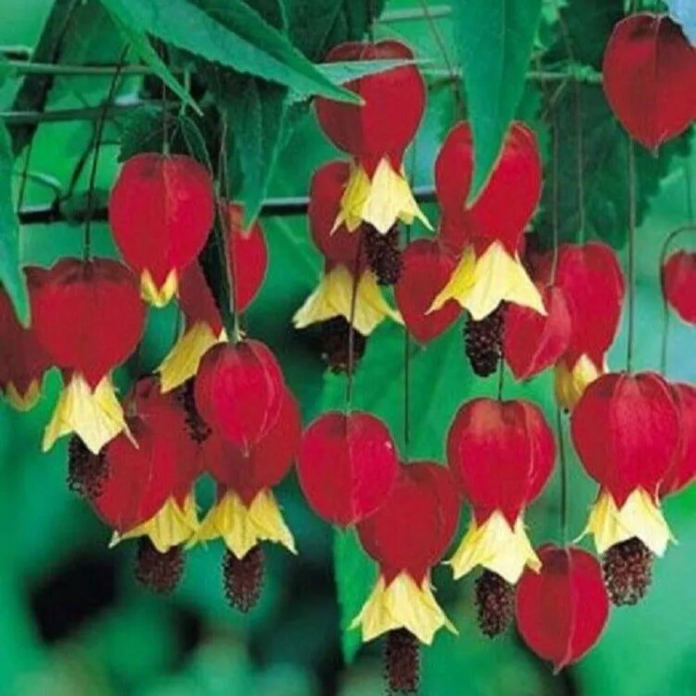 25 Red Yellow Bleeding Heart Flowers Shade Flower Perennial Seeds | www.seedsplantworld.com