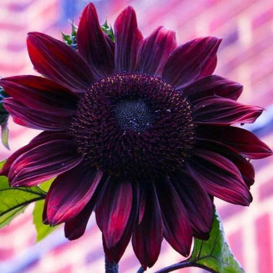 25 Chocolate Cherry Sunflower Flowers Flower Sun Bloom Perennial Seeds | www.seedsplantworld.com