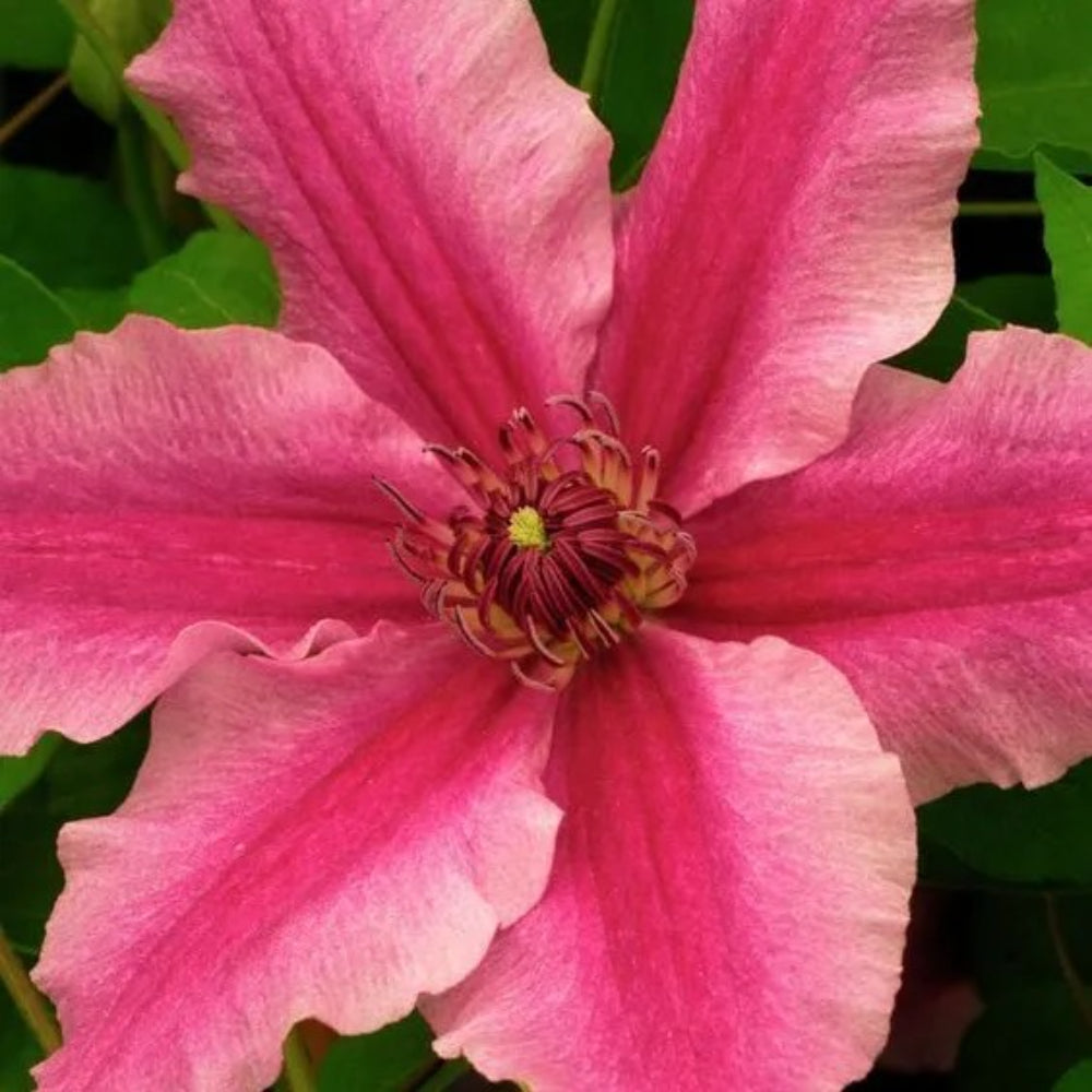 25 Bright Pink Clematis Bloom Flowers Flower Perennial Seeds | www.seedsplantworld.com