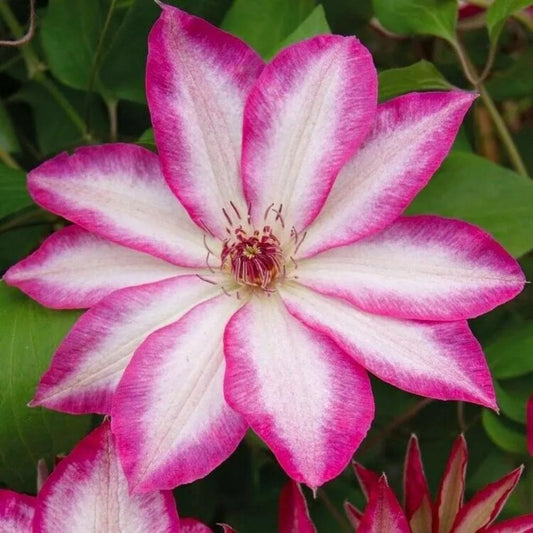 25 Bright Pink White Clematis Bloom Climbing Perennial Seeds | www.seedsplantworld.com