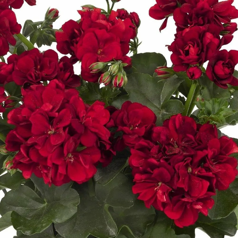 10 Double Red Geranium Hanging Basket Flowers Perennial Seeds | www.seedsplantworld.com