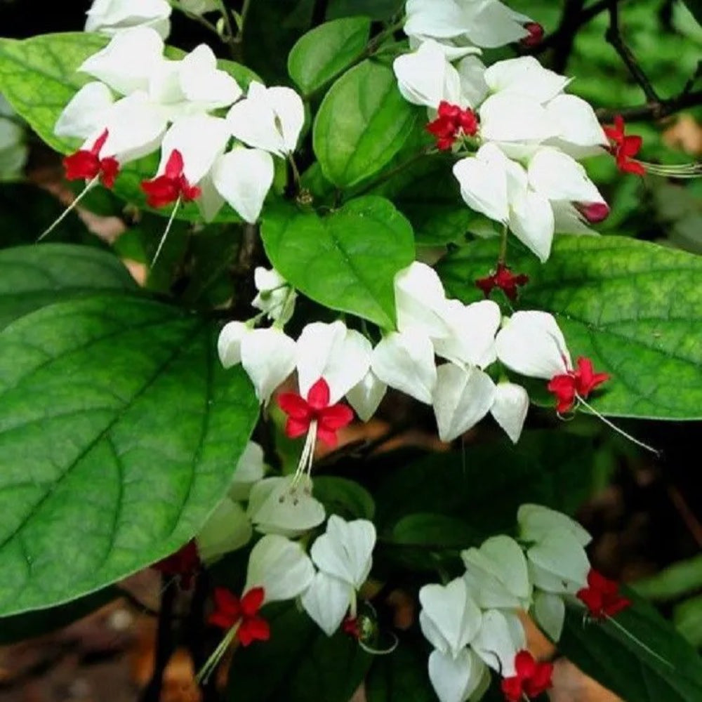 25 White Red Bleeding Heart Flowers Flower Perennial Seeds | www.seedsplantworld.com