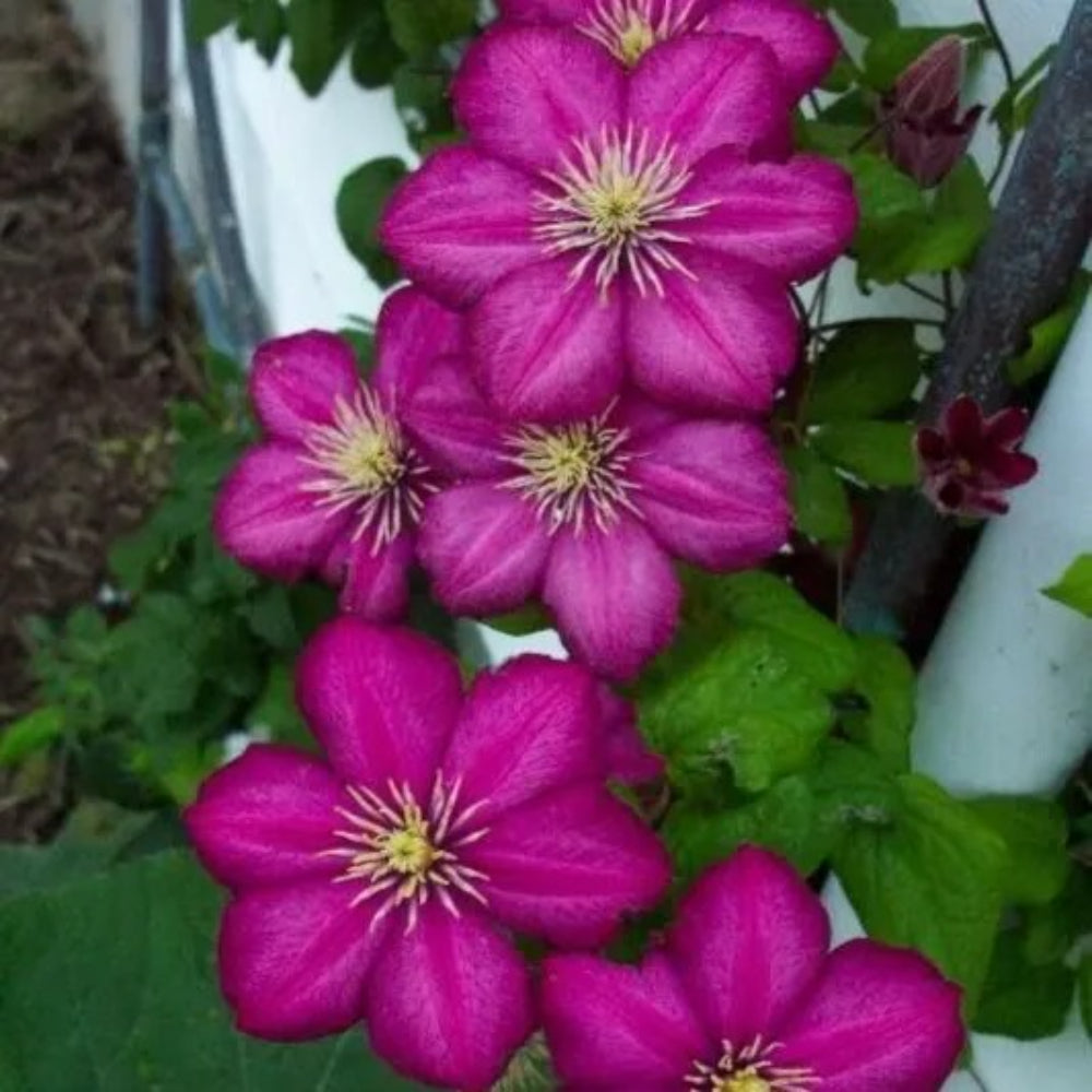 25 Magenta Clematis Bloom Flowers Flower Perennial Seeds | www.seedsplantworld.com